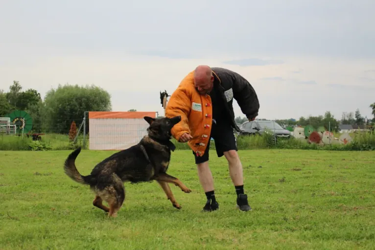 Sebastian König beim Hundetraining mit einem Schäferhund auf der Wiese