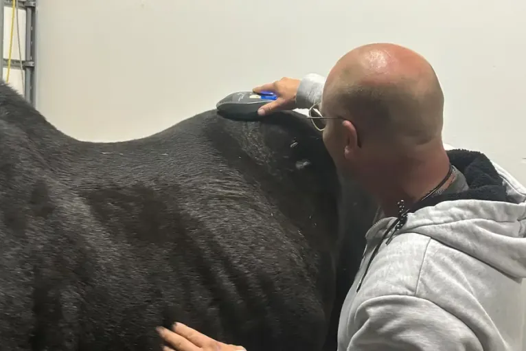 Low-Level-Lasertherapie an einem Hund