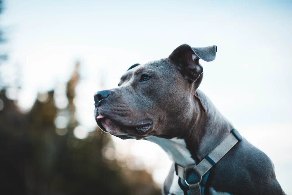 Listenhundetraining