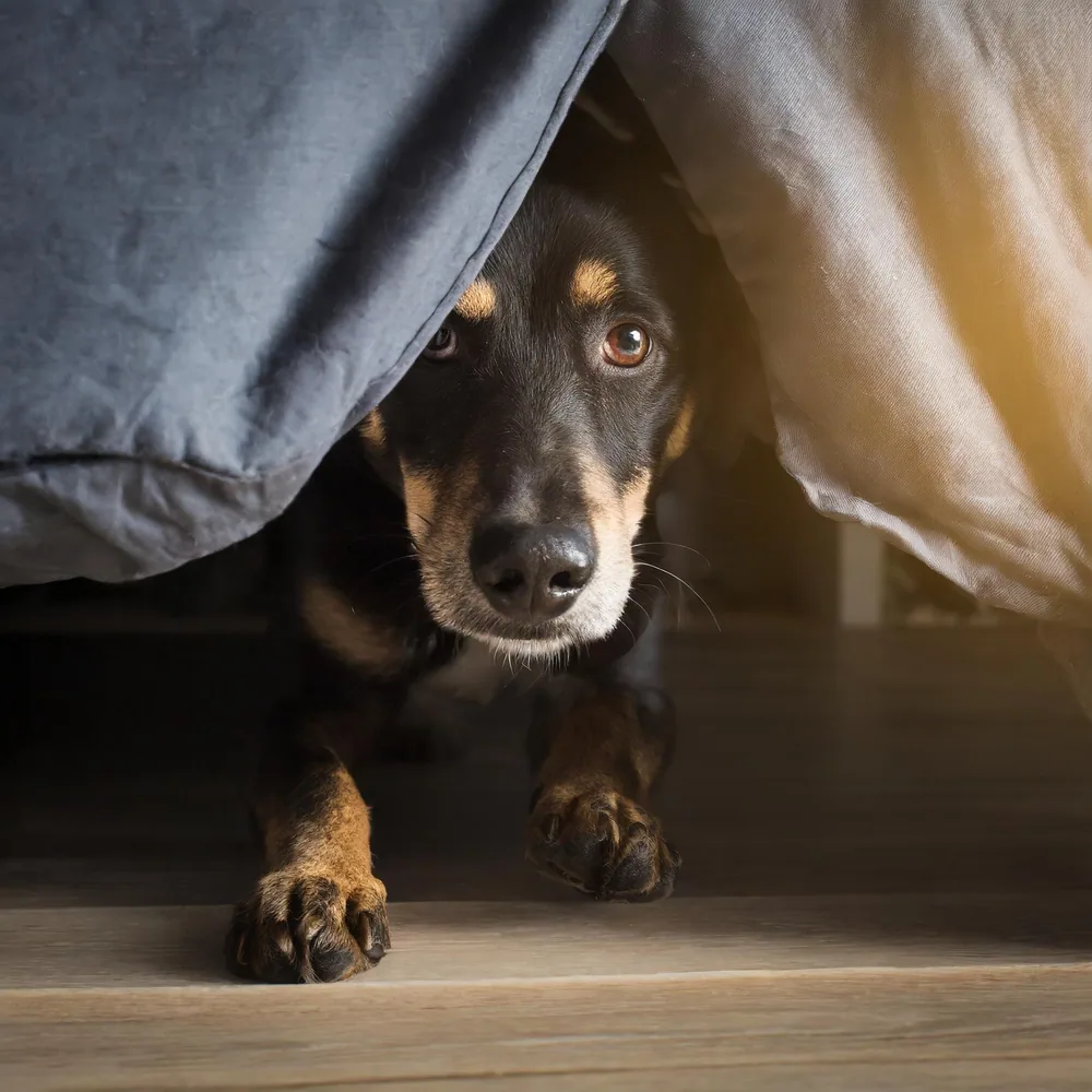 Problemhundetraining