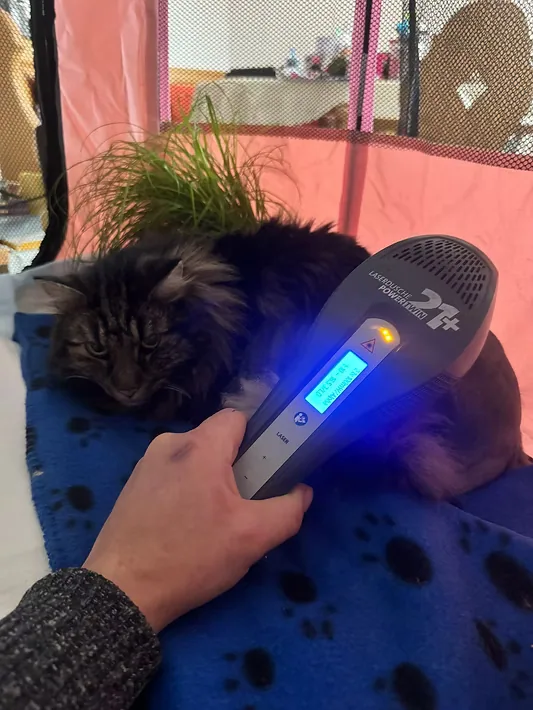 Katze nach Beckenbruch während der Lasertherapie