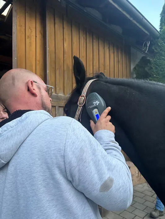 Lasertherapie am Pferd