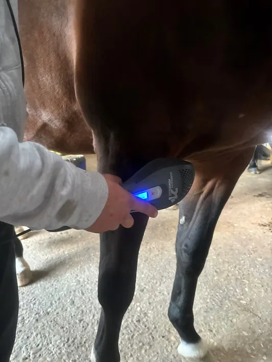 Lasertherapie am Pferd