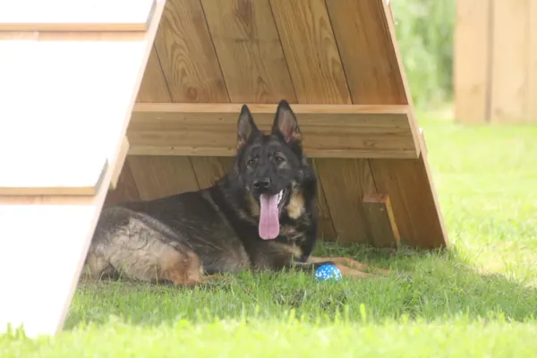 Hund in der Urlaubsbetreuung